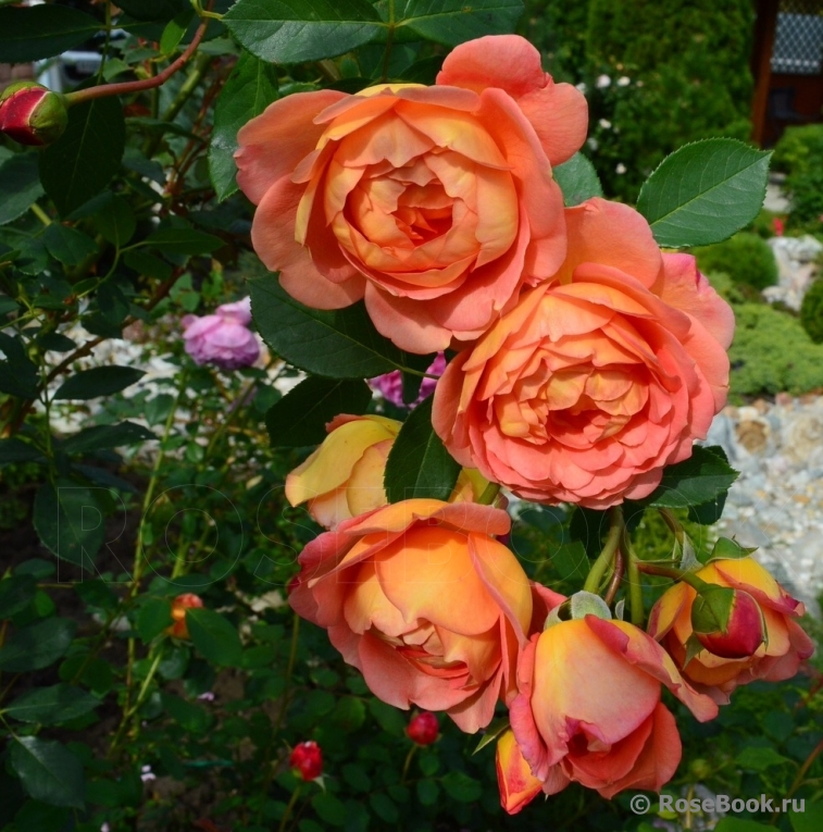 Lady of Shalott 