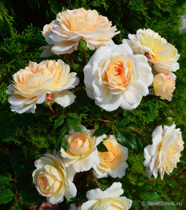 Crocus Rose® 