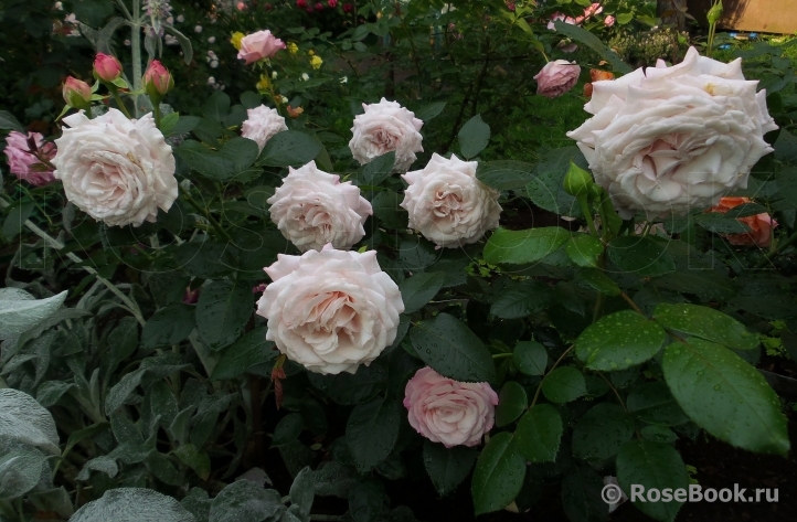 Kordes' Rosenfaszination ®