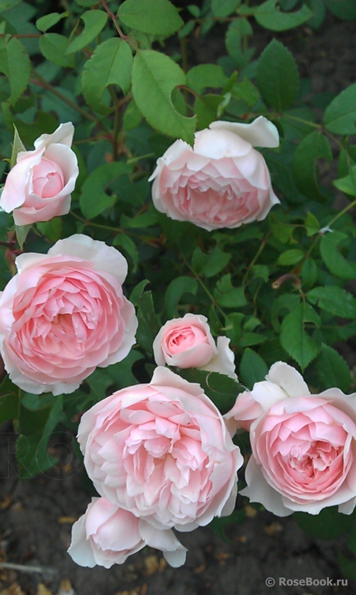 The Wedgwood Rose