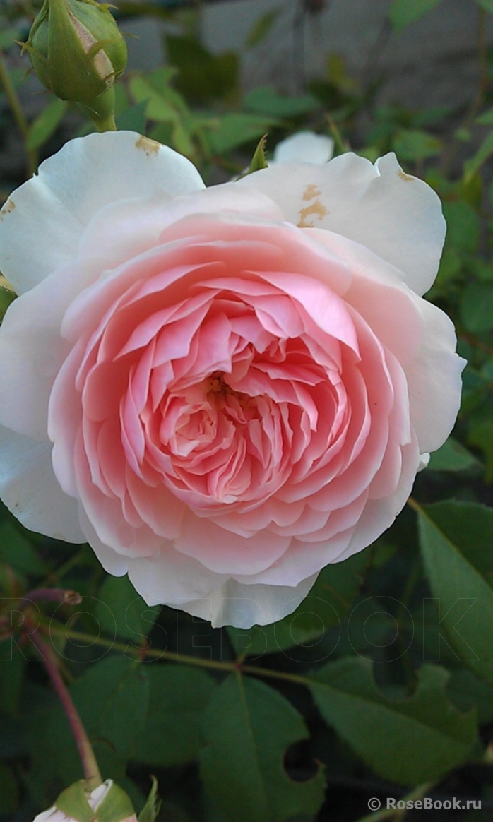 The Wedgwood Rose