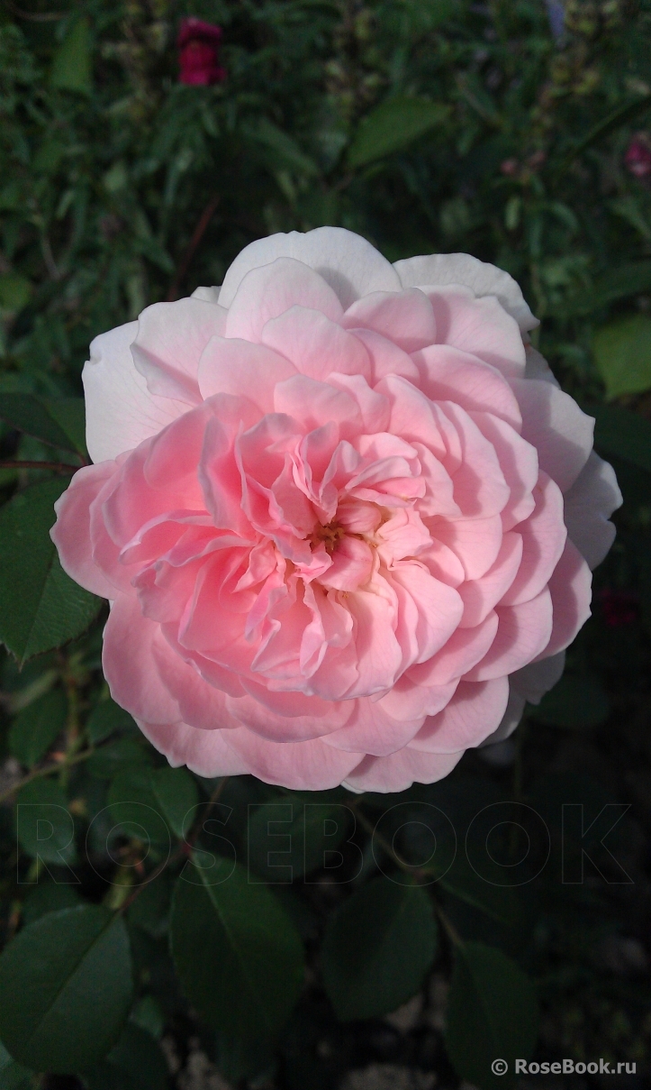 The Wedgwood Rose