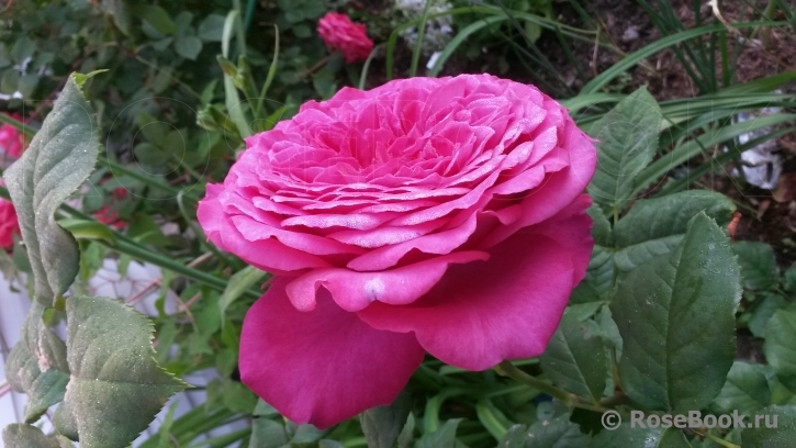 Johann Wolfgang von Goethe Rose®