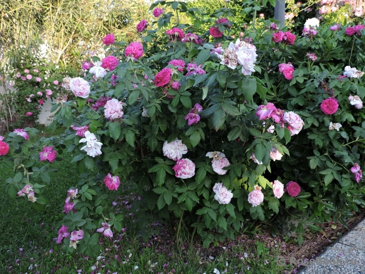 Variegata di Bologna 