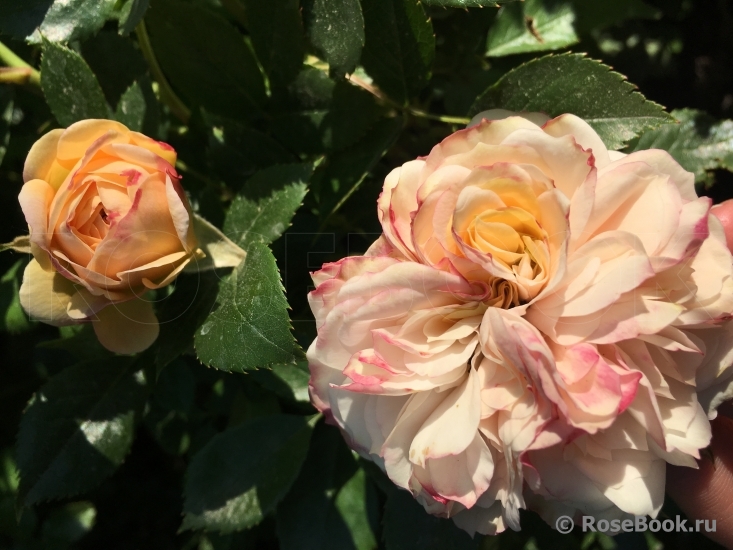 Garden of Roses 