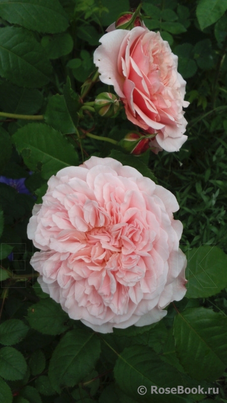 Rose de Tolbiac ®