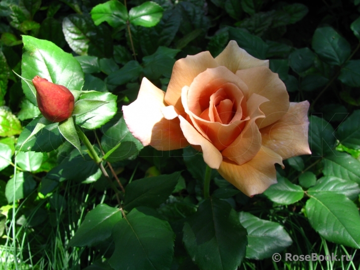 Julia's Rose