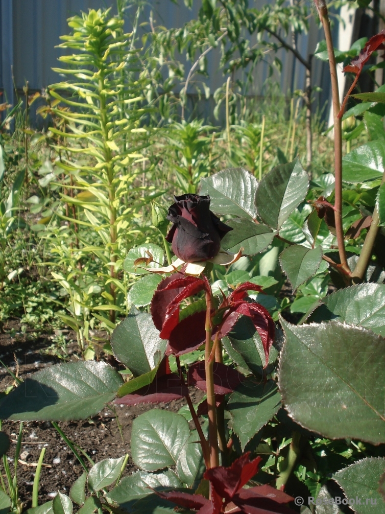 Black Baccara