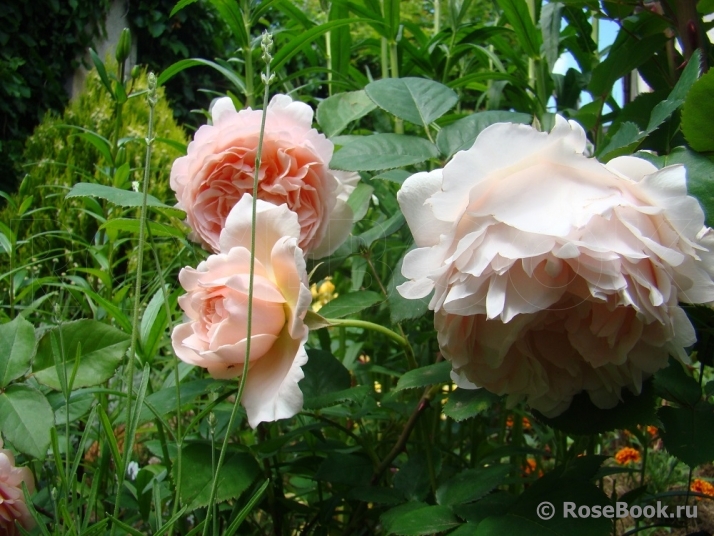 Ambridge Rose 