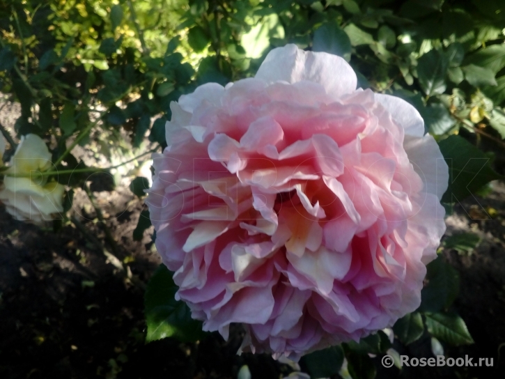 Abraham Darby