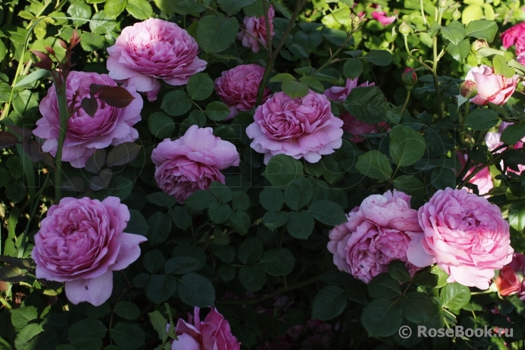 Princess Alexandra of Kent 