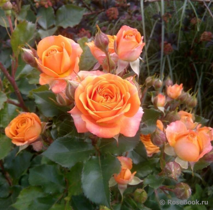 Orange Babyflor 