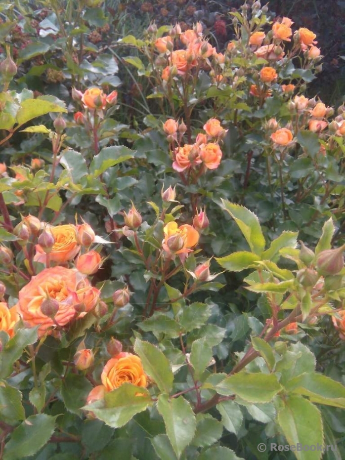 Orange Babyflor 