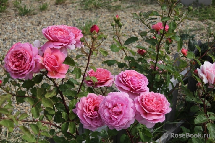 Princess Alexandra of Kent 