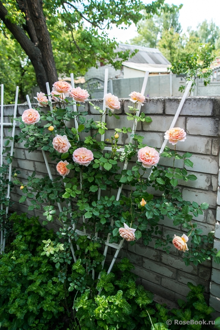 Abraham Darby