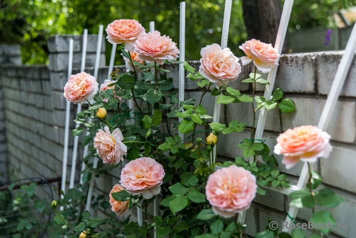 Abraham Darby