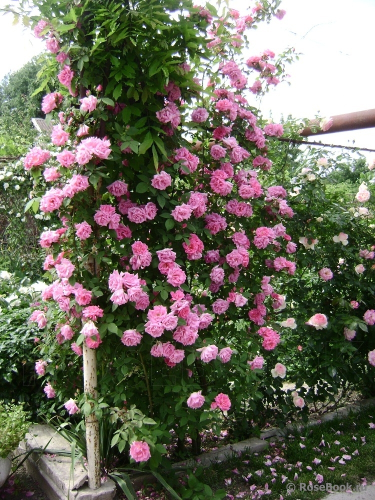 Zephirine Drouhin