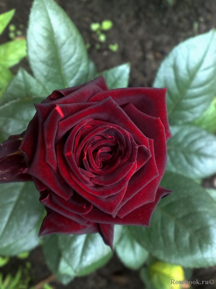 Black Baccara