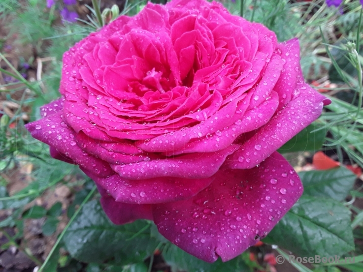 Johann Wolfgang von Goethe Rose®