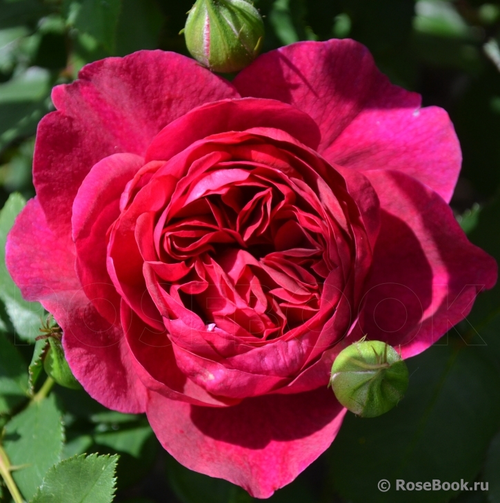 Darcey Bussell 