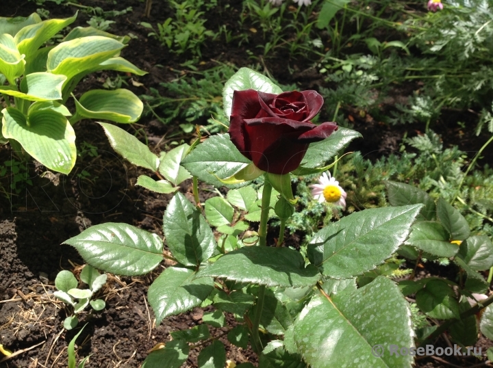 Black Baccara