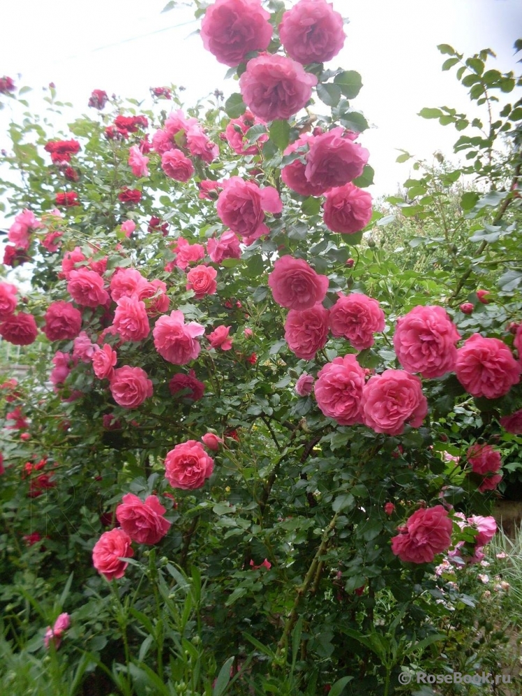 Rosarium Uetersen