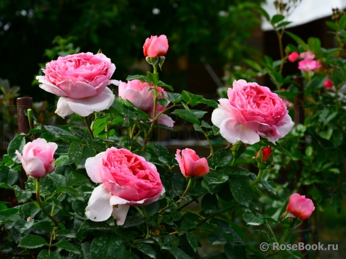 Princess Alexandra of Kent 