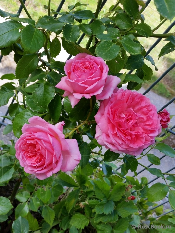 La Rose de Molinard ®