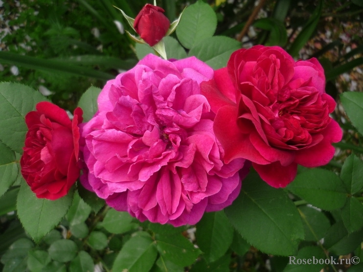 Darcey Bussell 