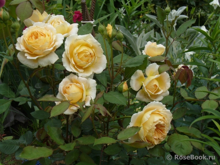 Crown Princess Margareta®