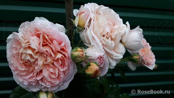 Abraham Darby