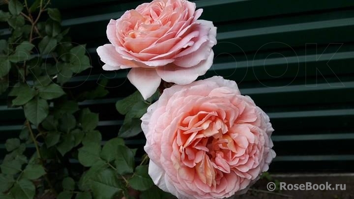 Abraham Darby