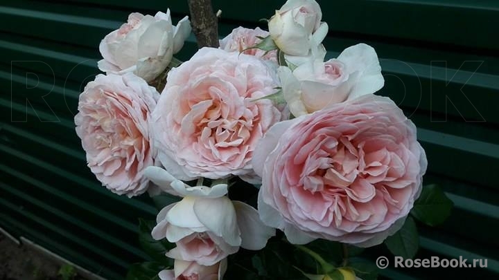 Abraham Darby