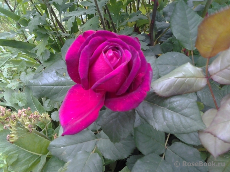 Johann Wolfgang von Goethe Rose®