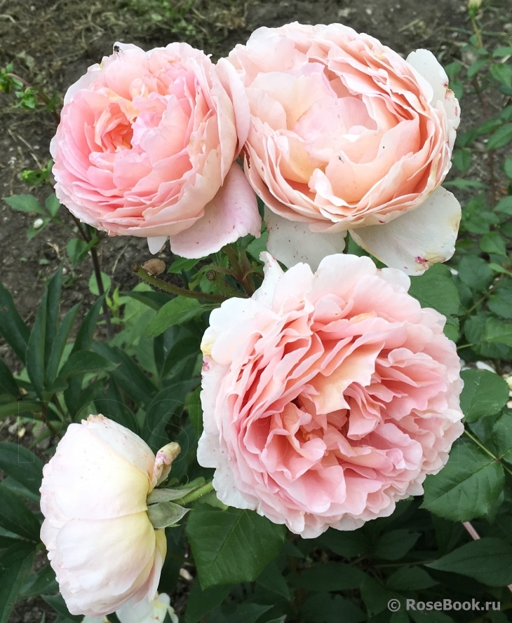 Abraham Darby