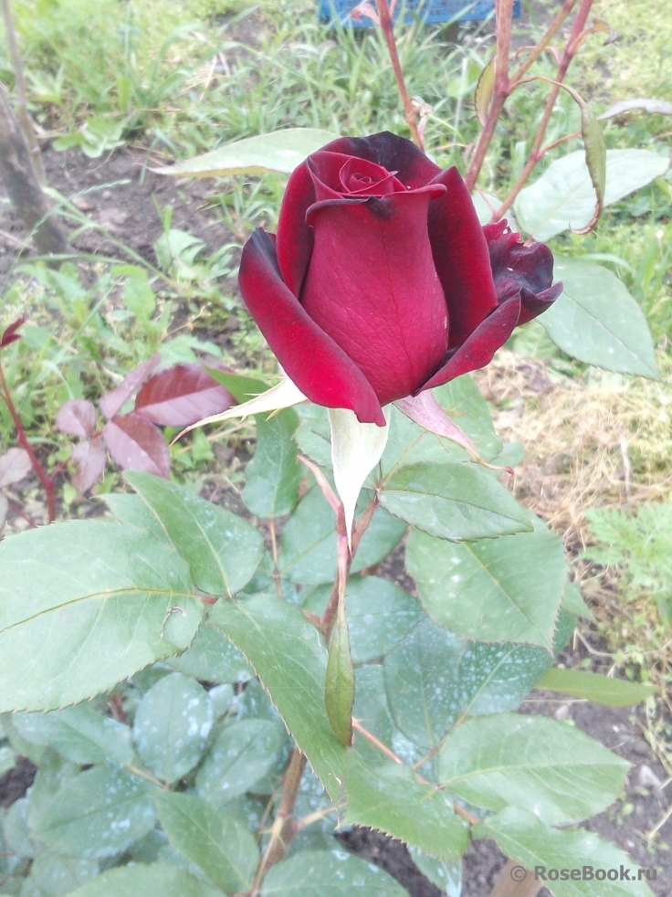 Black Baccara