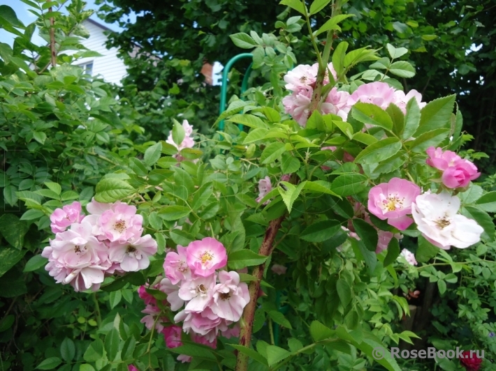 Apple Blossom 