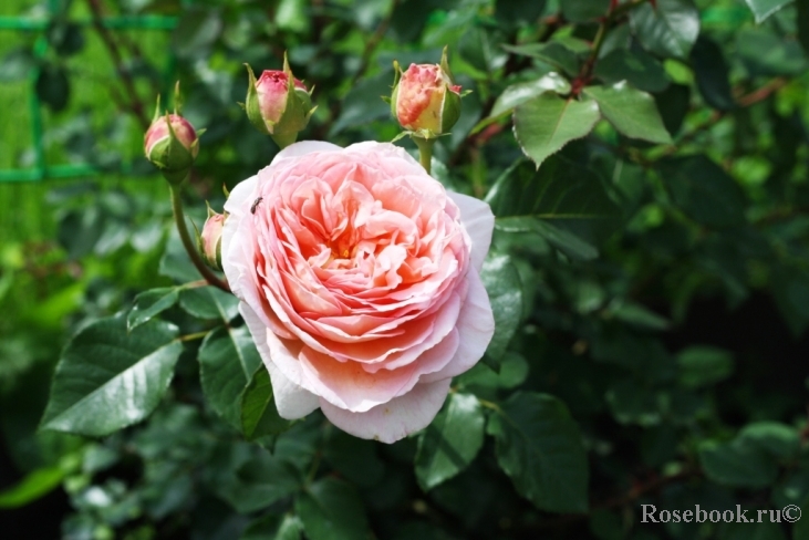 Abraham Darby