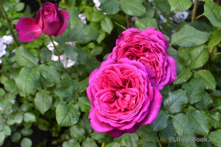 Johann Wolfgang von Goethe Rose®