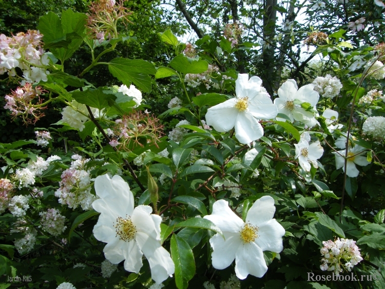 Rosa laevigata 'Cooperi'