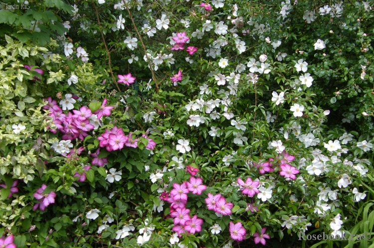 Rosa laevigata 'Cooperi'