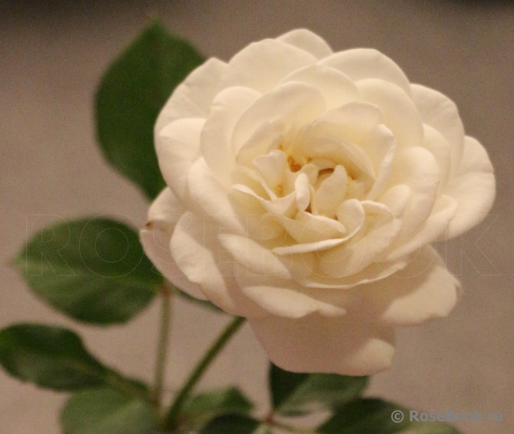 Wedding Rose ®