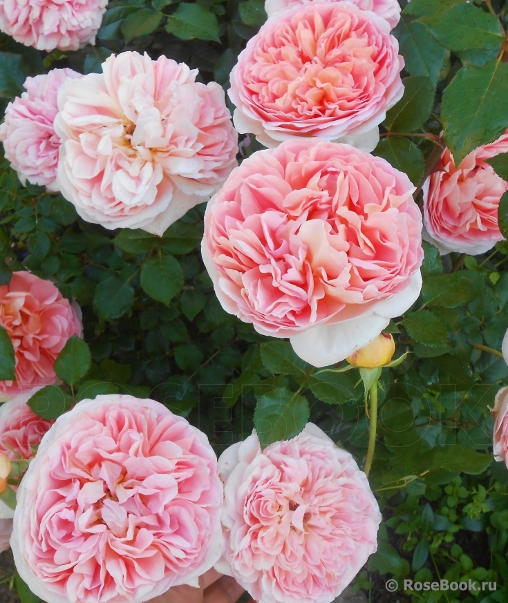 Abraham Darby