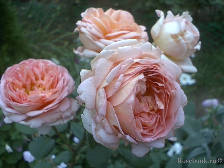 Abraham Darby