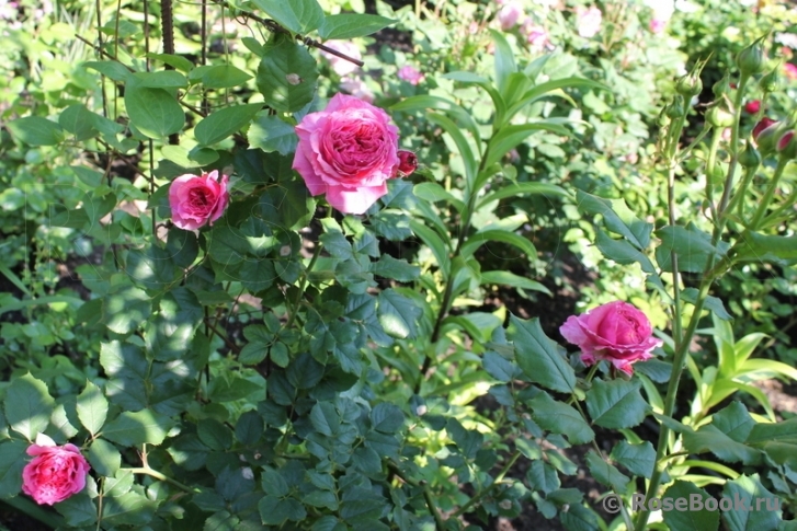 Vitalrose Madame Pompadour