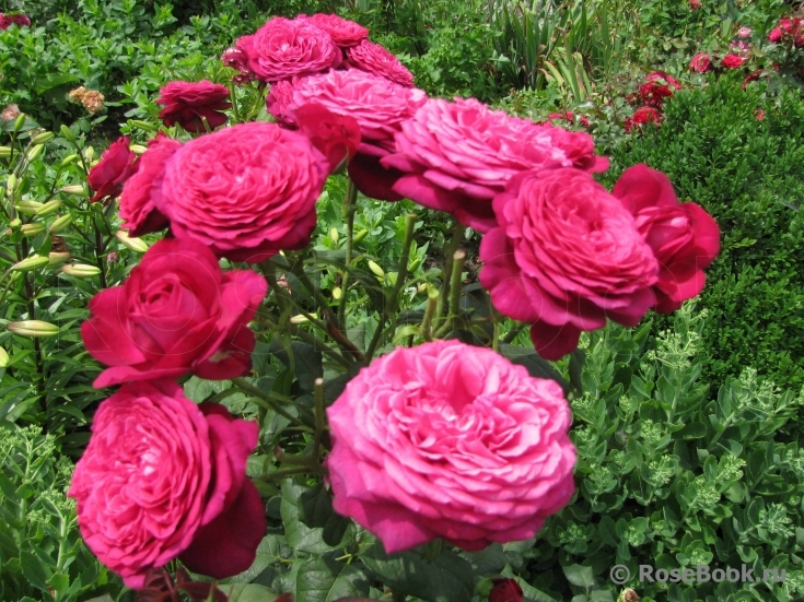 Johann Wolfgang von Goethe Rose®