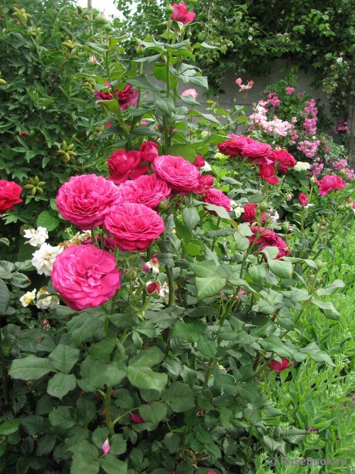 Johann Wolfgang von Goethe Rose®