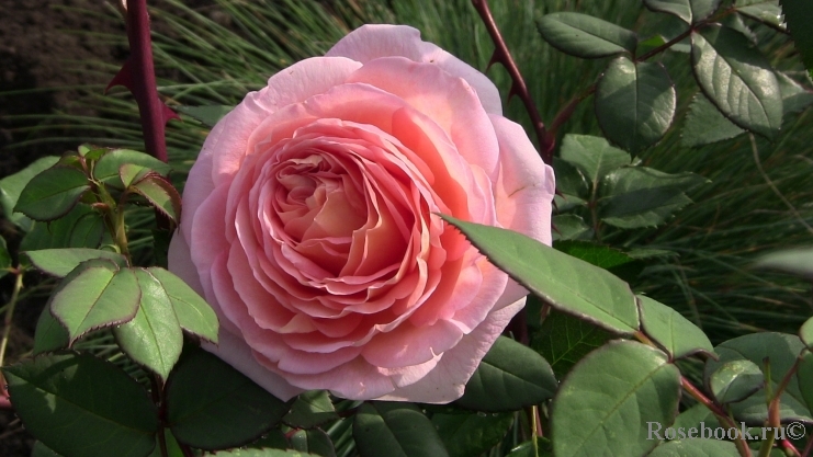 Abraham Darby