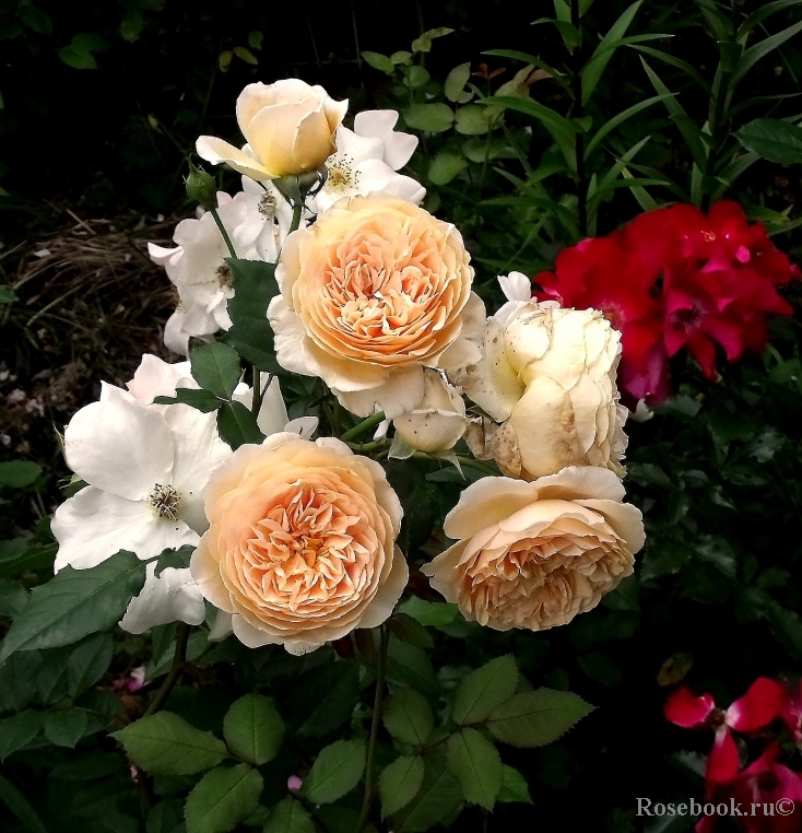 Crown Princess Margareta®