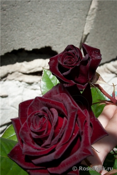 Black Baccara